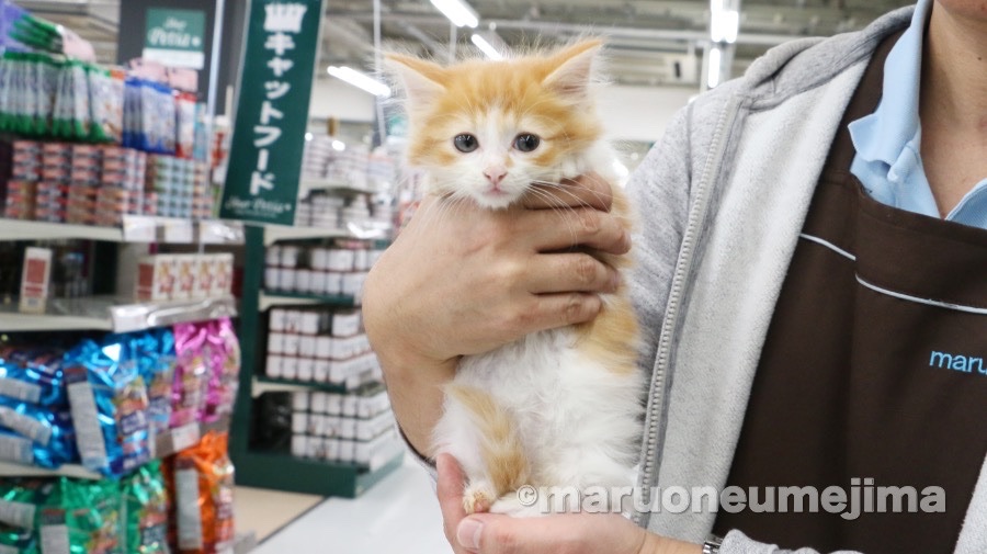 ノルウェージャンフォレストキャット - ペットショップ マルワン梅島 東京都足立区