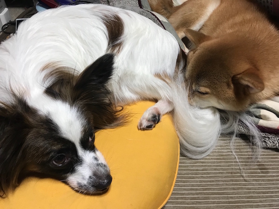 【愛犬物語】東日暮里店スタッフの愛犬物語Vol.1「お店のしばおから、川口家のしばおに」