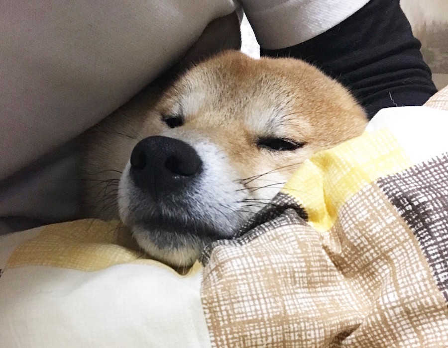 【愛犬物語】東日暮里店スタッフの愛犬物語Vol.1「お店のしばおから、川口家のしばおに」