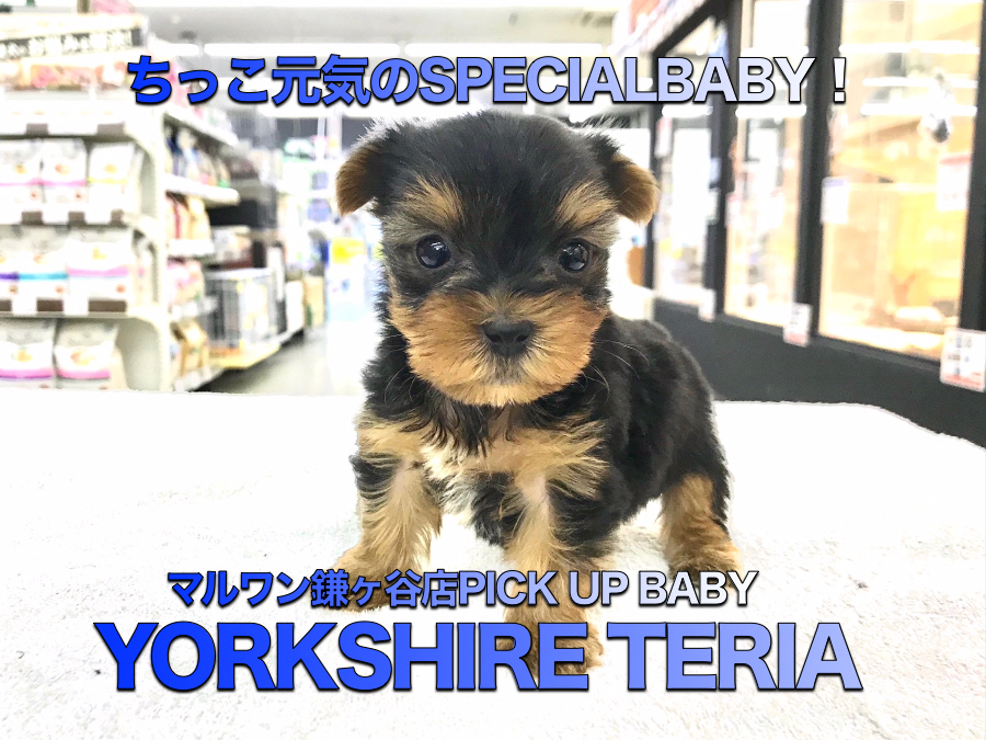 【ヨークシャーテリア】眼力抜群！小さめヨーキーをお探しならこの子が決定版！：鎌ヶ谷店PICK UPBABY！117139