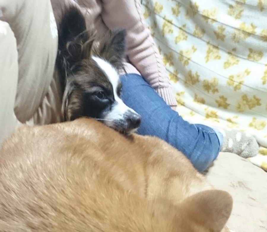 【愛犬物語】東日暮里店スタッフの愛犬物語Vol.1「お店のしばおから、川口家のしばおに」