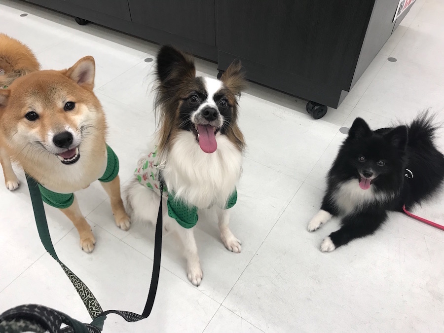 【愛犬物語】東日暮里店スタッフの愛犬物語Vol.1「お店のしばおから、川口家のしばおに」