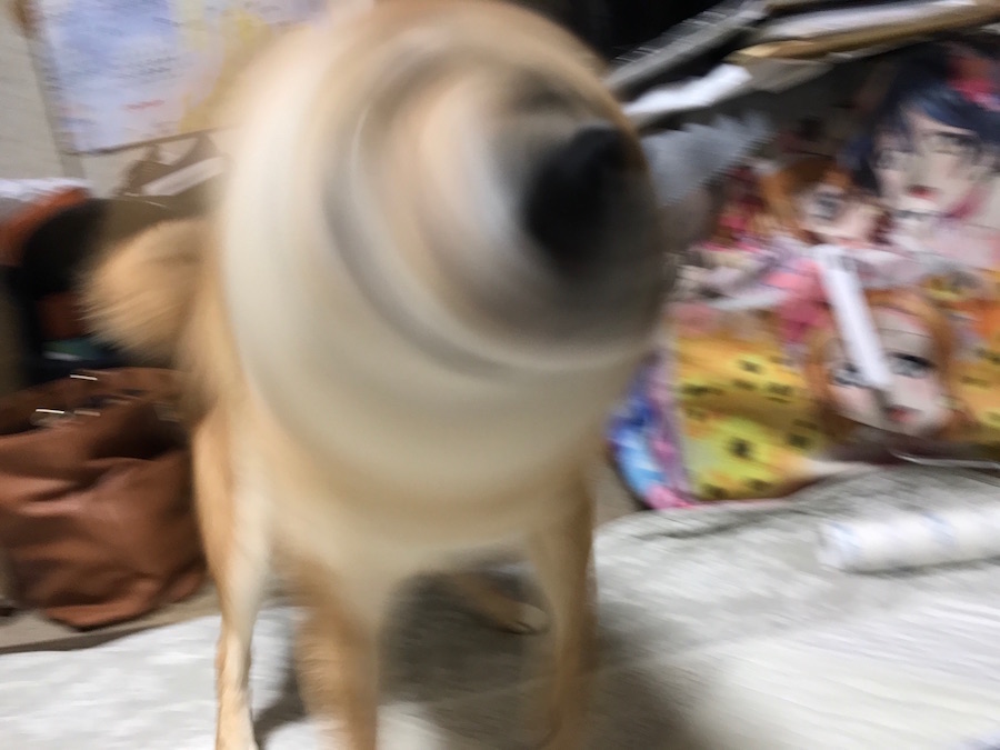 【愛犬物語】東日暮里店スタッフの愛犬物語Vol.1「お店のしばおから、川口家のしばおに」