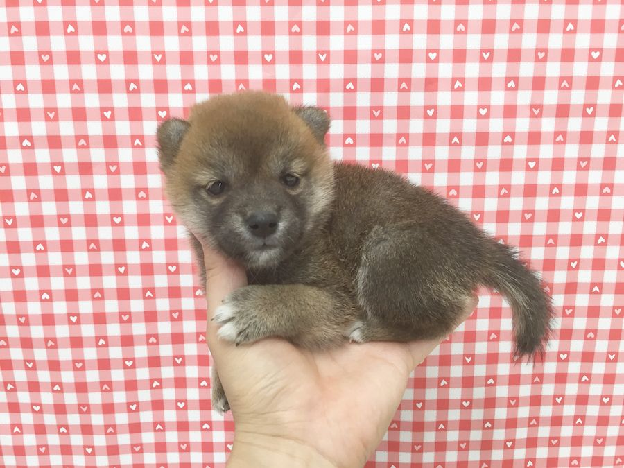 【愛犬物語】東日暮里店スタッフの愛犬物語Vol.1「お店のしばおから、川口家のしばおに」