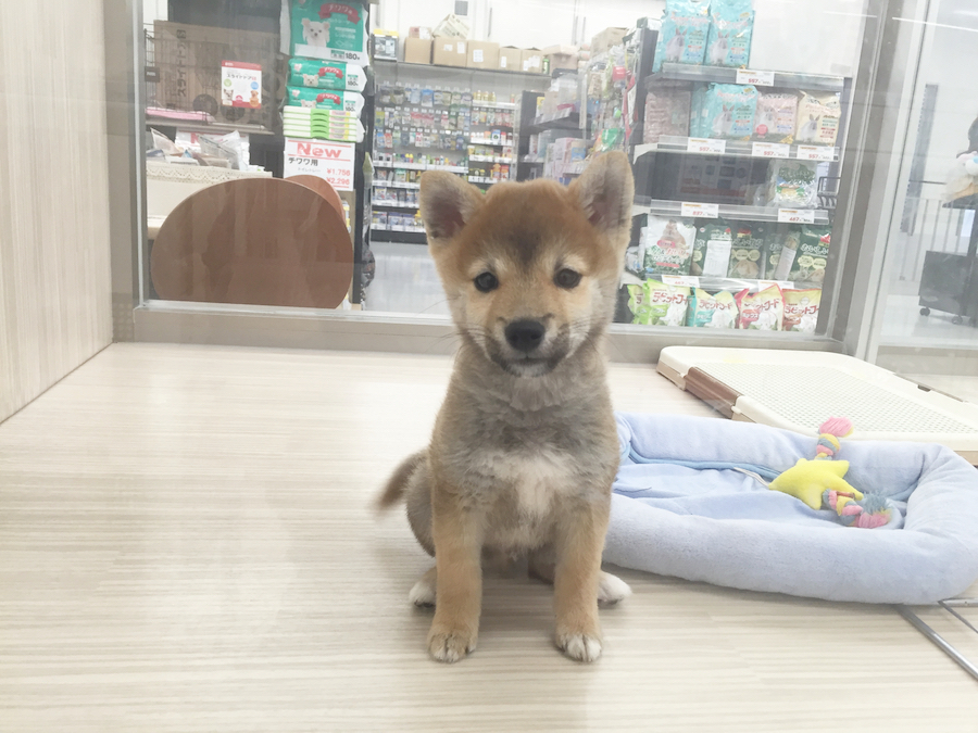 【愛犬物語】東日暮里店スタッフの愛犬物語Vol.1「お店のしばおから、川口家のしばおに」