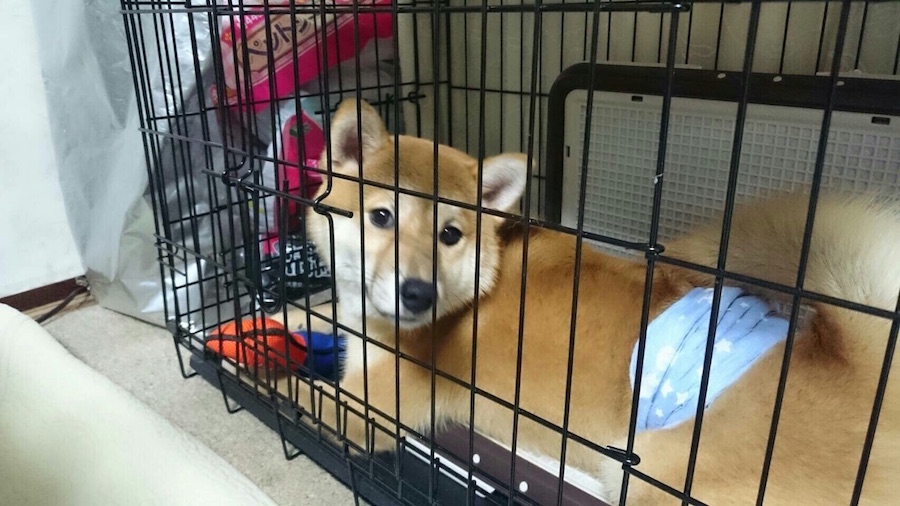 【愛犬物語】東日暮里店スタッフの愛犬物語Vol.1「お店のしばおから、川口家のしばおに」