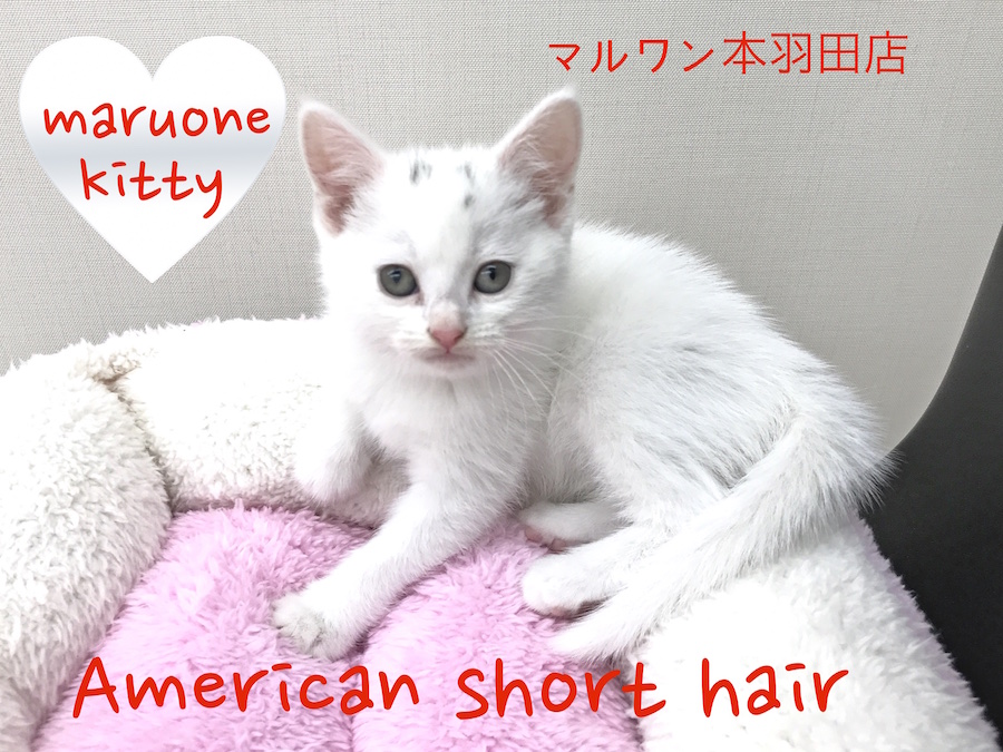 【アメリカンショートヘア】希少色ホワイトバン！純白の美しい被毛は一見の価値あり！:マルワン本羽田店PickupベイビーNo.512491