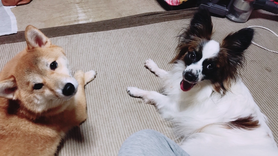 【愛犬物語】東日暮里店スタッフの愛犬物語Vol.1「お店のしばおから、川口家のしばおに」