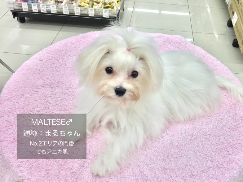 125フレンドトレーニング - ペットショップ マルワン大倉山 神奈川県横浜市港北区