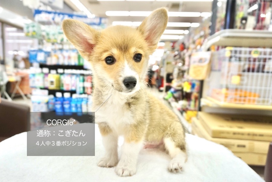 125フレンドトレーニング - ペットショップ マルワン大倉山 神奈川県横浜市港北区