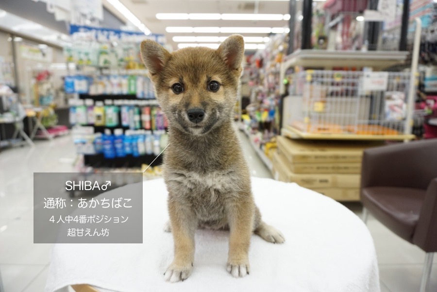 125フレンドトレーニング - ペットショップ マルワン大倉山 神奈川県横浜市港北区
