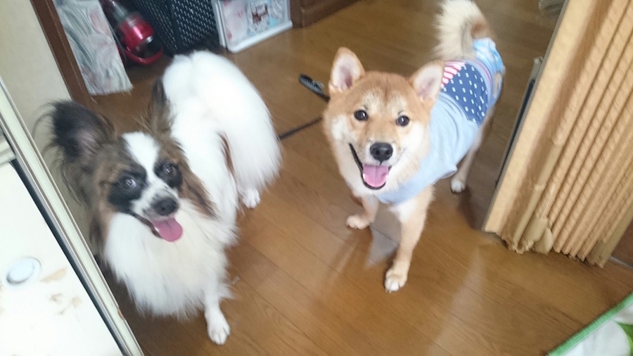 【愛犬物語】東日暮里店スタッフの愛犬物語Vol.1「お店のしばおから、川口家のしばおに」
