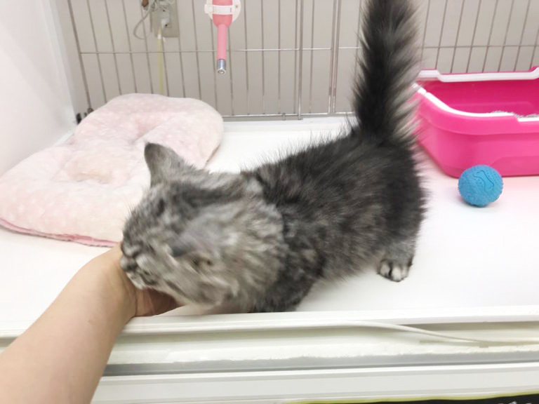 マンチカン - ペットショップ マルワン東日暮里 東京都荒川区