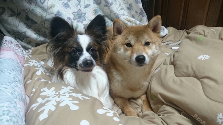【愛犬物語】東日暮里店スタッフの愛犬物語Vol.1「お店のしばおから、川口家のしばおに」