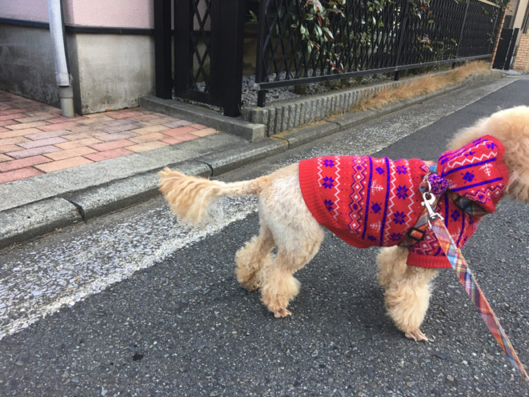  | 【わんこのトリミング】尻尾デザインの参考に！トイプードルの尻尾のまとめ！お知らせもあります。：白楽店トリミング通信Vol.12