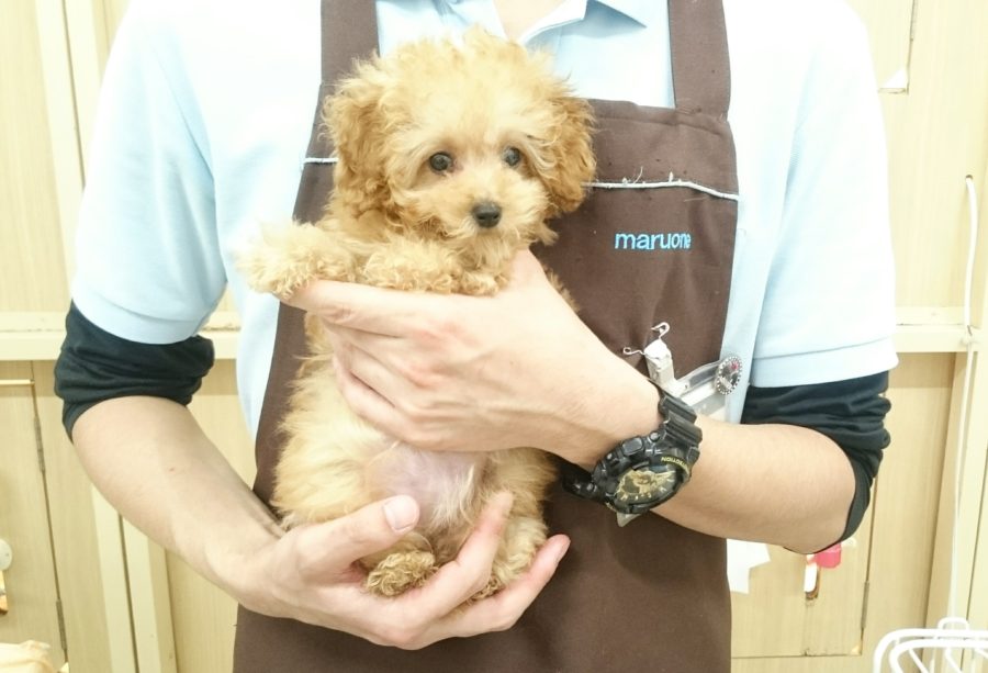 トイ・プードル - ペットショップ マルワン武蔵浦和 埼玉県