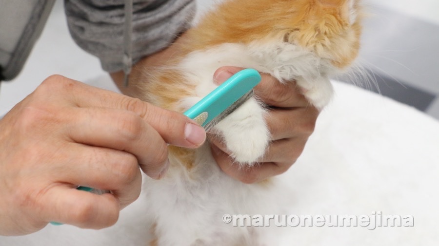 ノルウェージャンフォレストキャット - ペットショップ マルワン梅島 東京都足立区