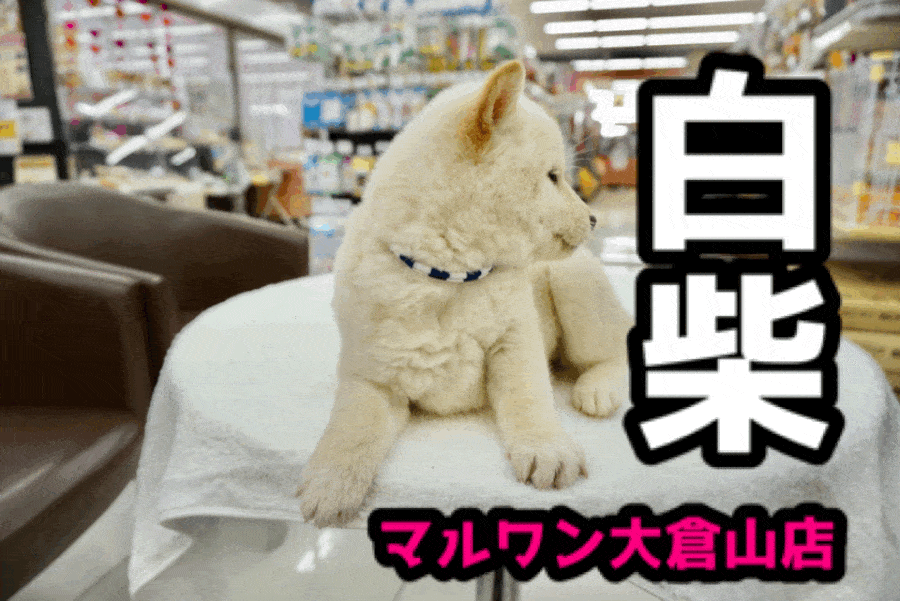 【白柴】12年に1度の戌年がやってきた!お正月らしい鏡餅ボディ♥二重まぶたの天使をレビュー！：大倉山店PICKUPベイビーNo.6130659