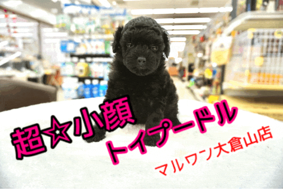 【トイ・プードル】成長と共に変化が楽しめる!!超小顔のフレンドリーなシルバーぷーちゃん♥：大倉山店PICKUPベイビーNo.6130658