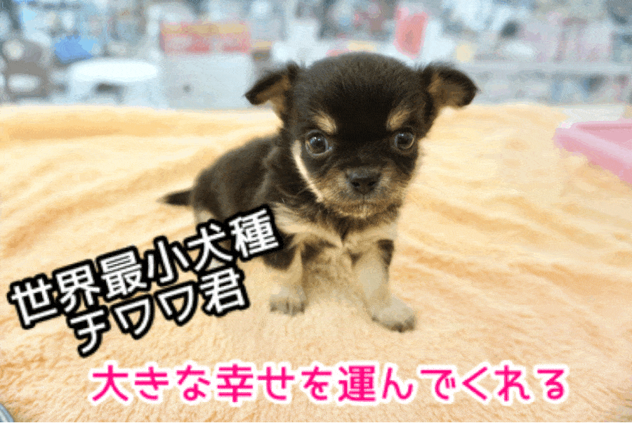 【チワワ・ロングコート】コツメカワウソにそっくり?!ずんぐりむっくりの真ん丸フェイス!!シックでスタンダードなスペシャルチワワ君♥大倉山店PICKUPベイビーNo.6130662