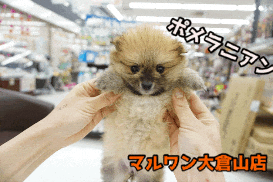 【ポメラニアン】愛くるしいうるるんビームにイチコロ♥超ド級の可愛さに閲覧注意?!：大倉山店PICKUPベイビーNo.6130660