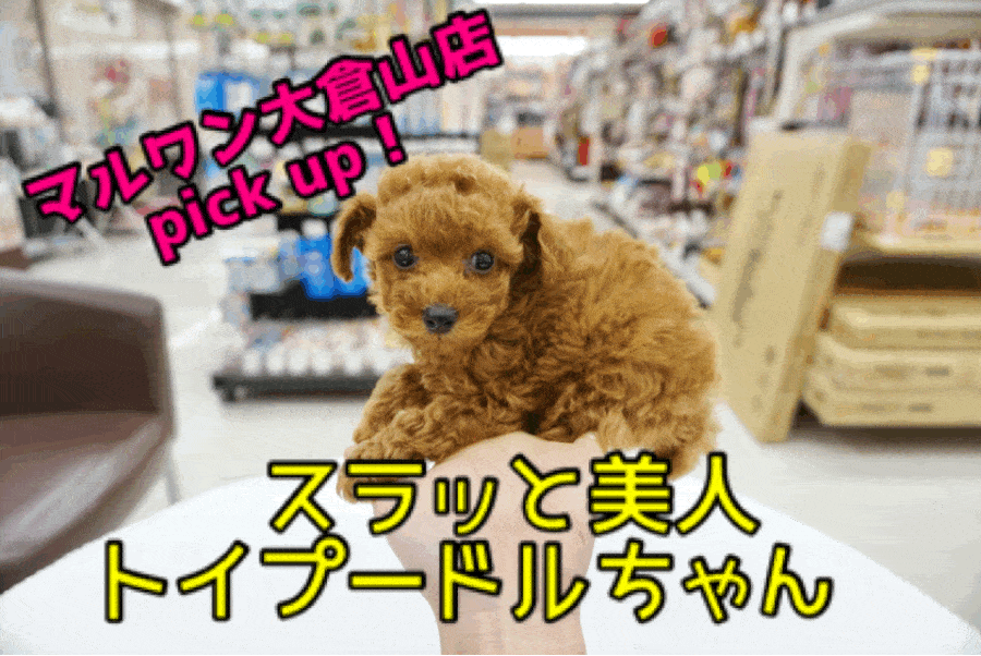 【トイ・プードル】モデル体型のスラッと小顔美人!!女王クラスのべっぴんさんがやってきた！♥大倉山店オススメベイビーNo.6130663