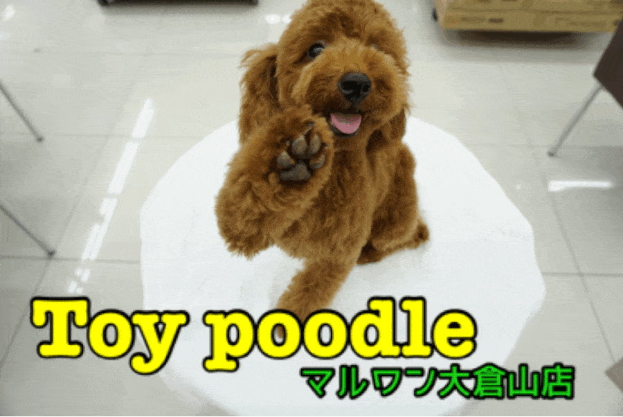 【トイ・プードル】笑う門に福来る!キラキラスマイルのトイ・プードル君☆お尻のハートマークに大注目♥大倉山店PICKUPベイビーNo.6130664