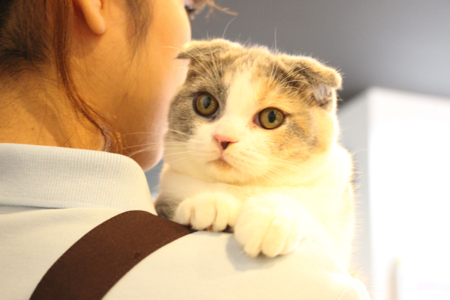猫界の『ふくろうねこ』 | スコティッシュ・フォールド - ペットショップ マルワン白楽 神奈川県横浜市
