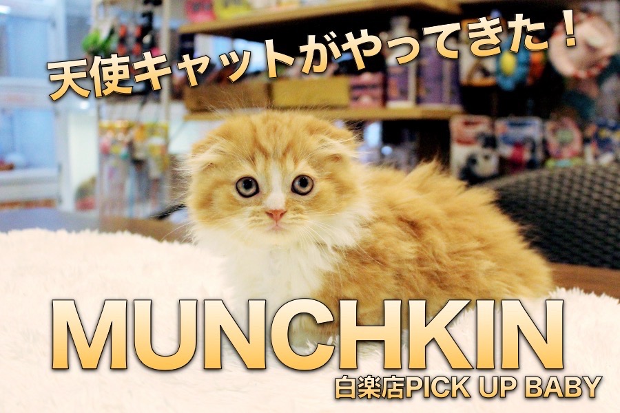 【マンチカン】耳・足・毛に大注目！！！天使系ネコちゃんが降臨！:マルワン白楽店PICK UPベイビーNo.11542