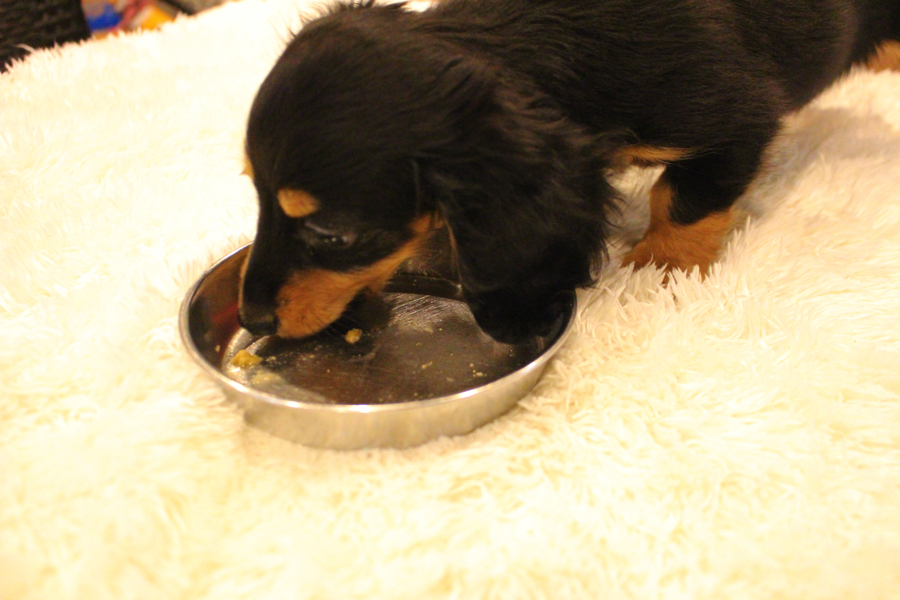 ダックスを飼っている方からよく聞くのは『食欲旺盛』の言葉。 | ミニチュア・ダックスフント - ペットショップ マルワン白楽 神奈川県横浜市
