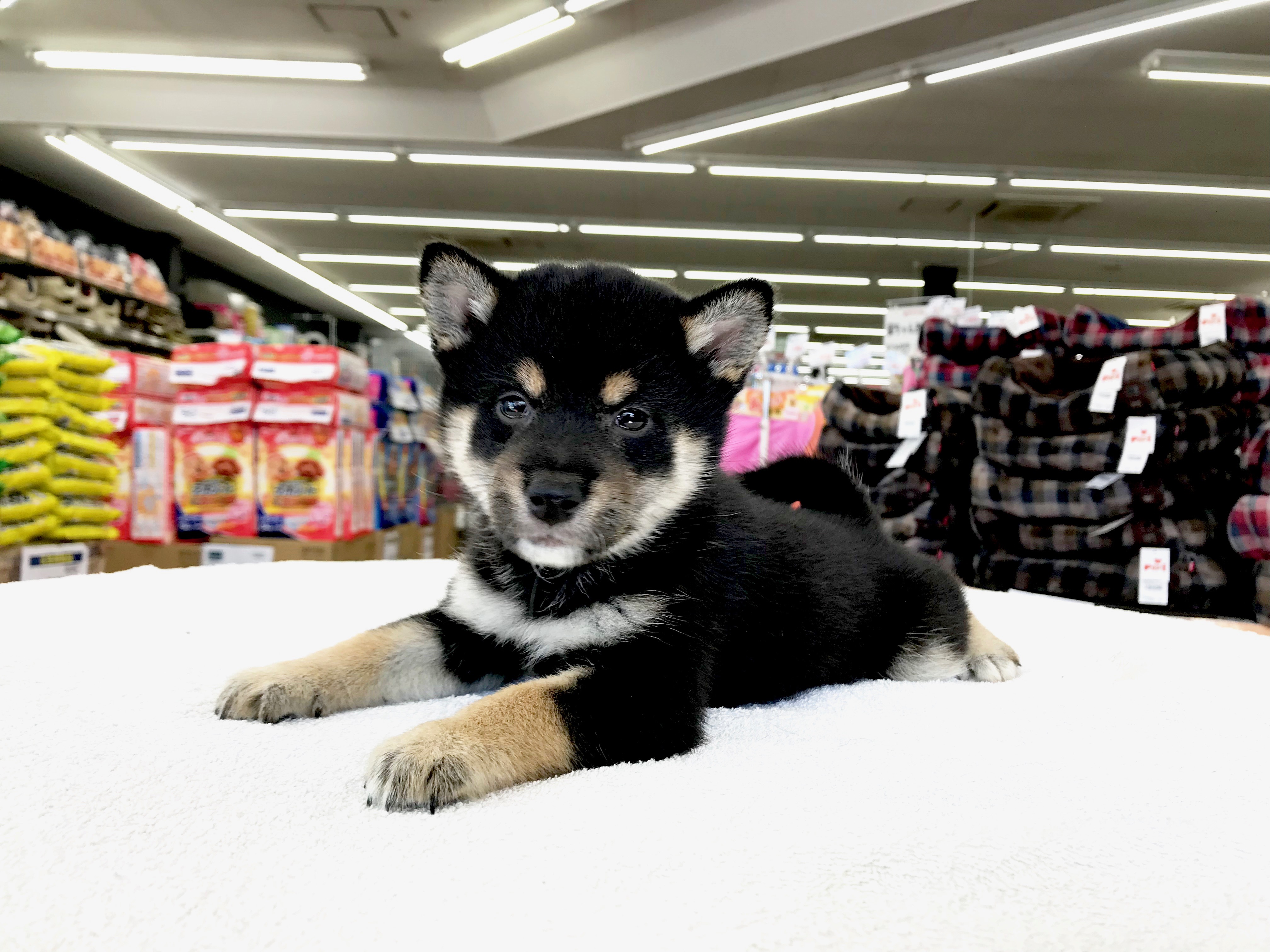 柴犬 - ペットショップ マルワン鎌ヶ谷 千葉県鎌ヶ谷市北初富