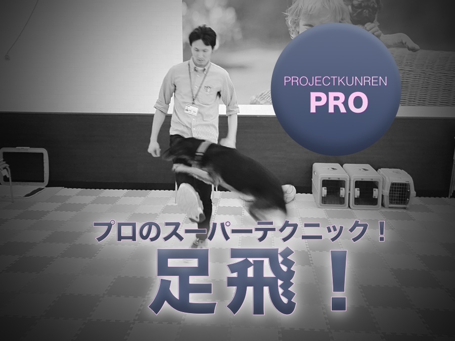 【ドッグトレーナーのテクニック】超絶テク！「足飛び」編：鎌ヶ谷店PROJECT KUNREN PRO VOL.2