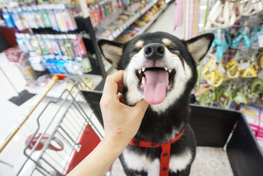 祝!!マルワン大倉山店5歳のお誕生日!! - ペットショップ マルワン大倉山 神奈川県横浜市港北区