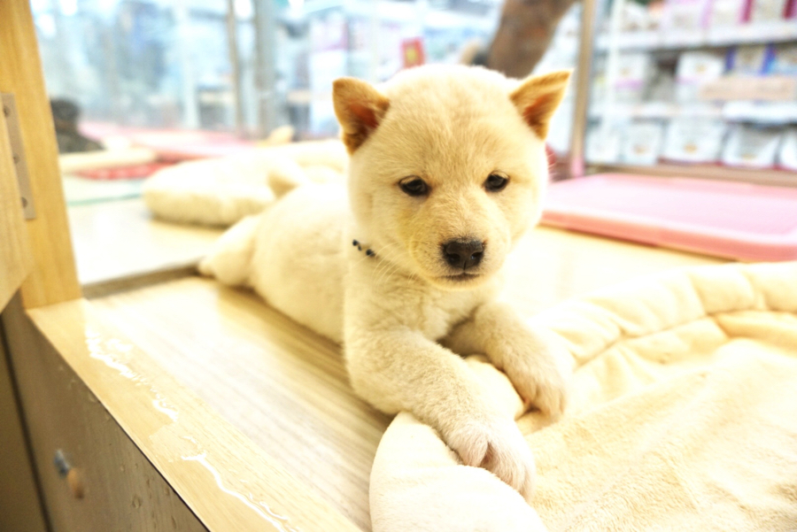柴犬 - ペットショップ マルワン大倉山 神奈川県横浜市港北区