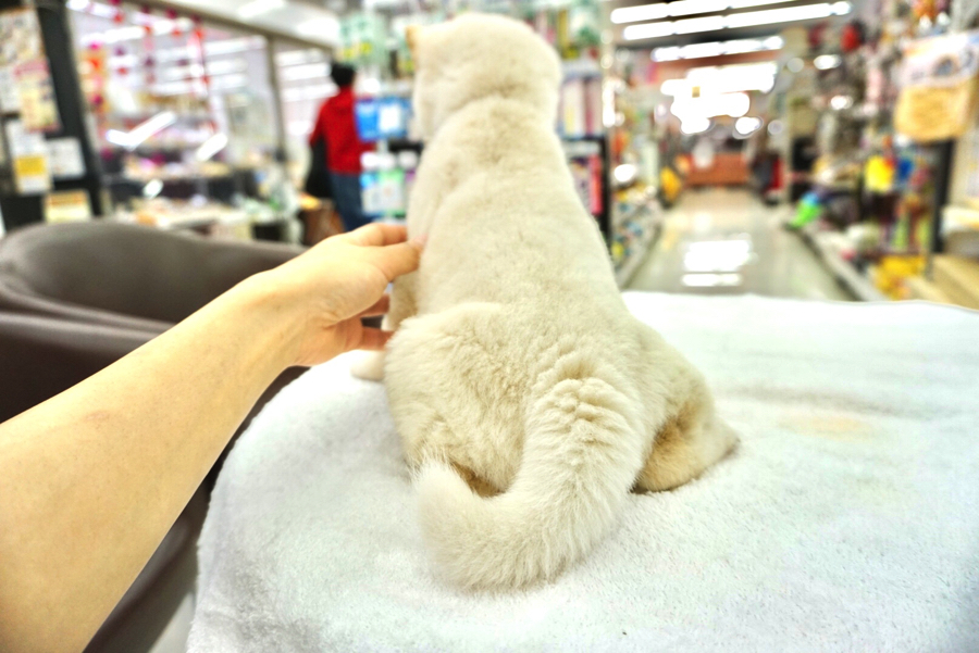 柴犬 - ペットショップ マルワン大倉山 神奈川県横浜市港北区