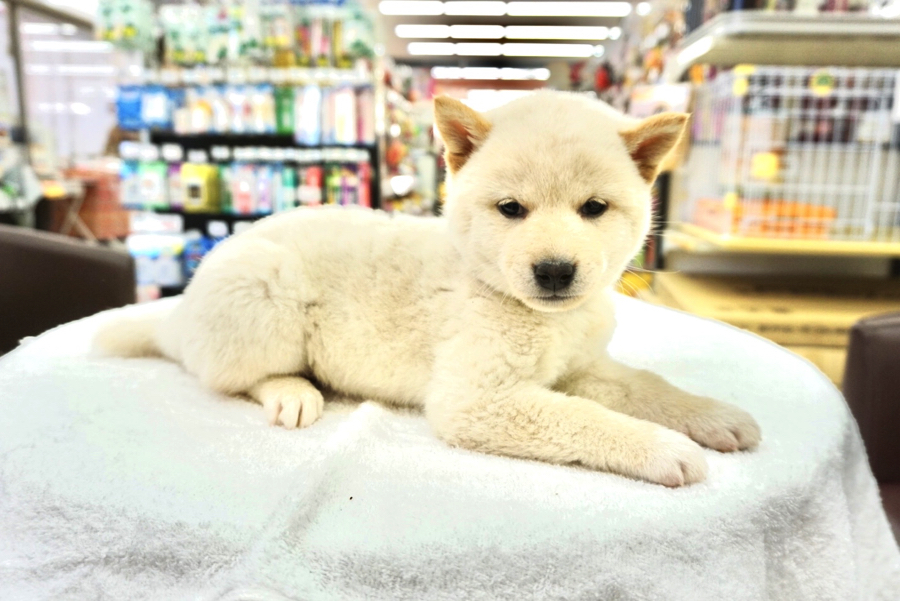 柴犬 - ペットショップ マルワン大倉山 神奈川県横浜市港北区