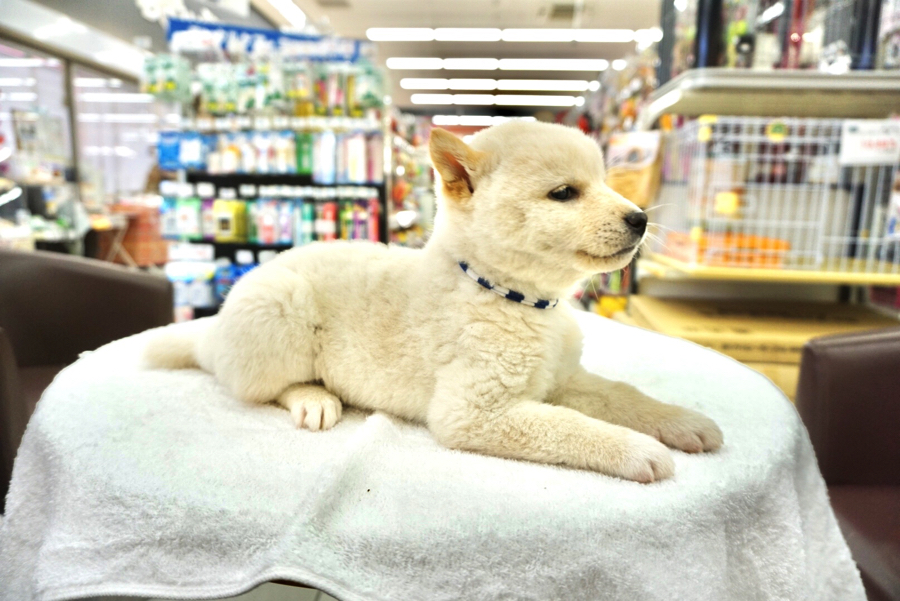 柴犬 - ペットショップ マルワン大倉山 神奈川県横浜市港北区