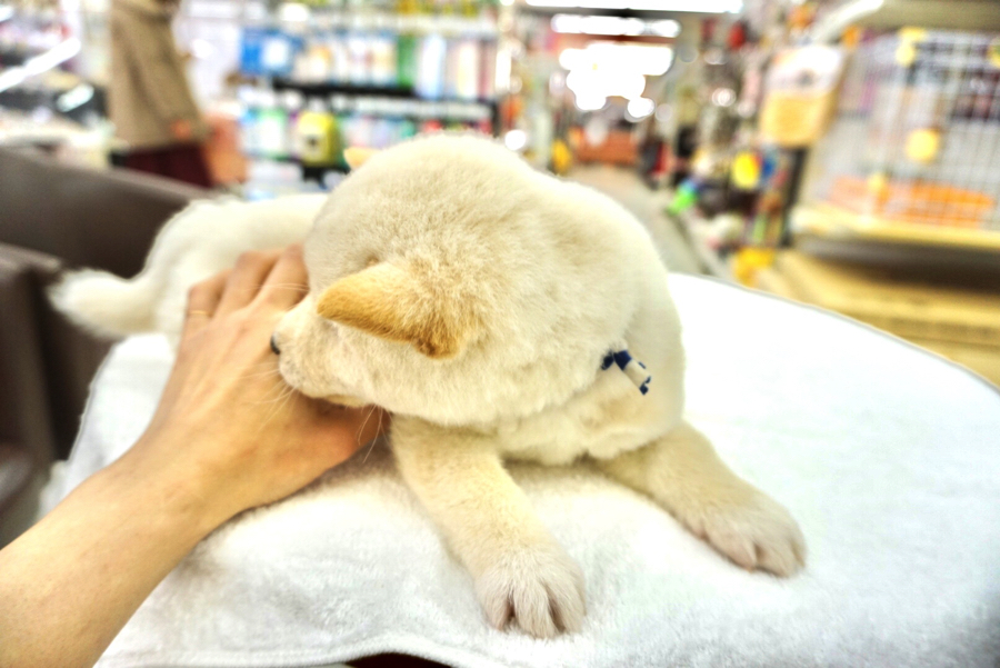 柴犬 - ペットショップ マルワン大倉山 神奈川県横浜市港北区