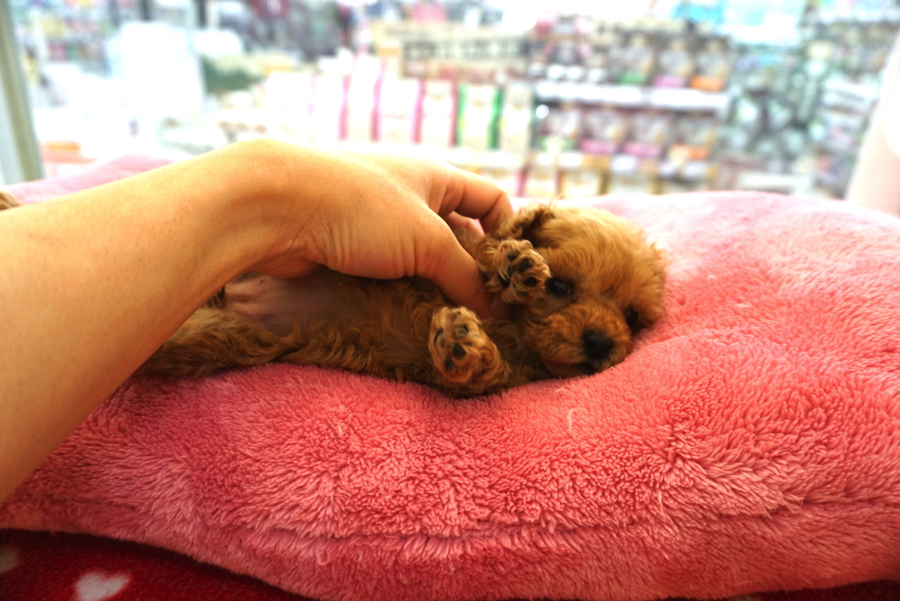 うっとりしながらスヤっと夢の中へ… | トイ・プードル - ペットショップ マルワン大倉山 神奈川県横浜市港北区