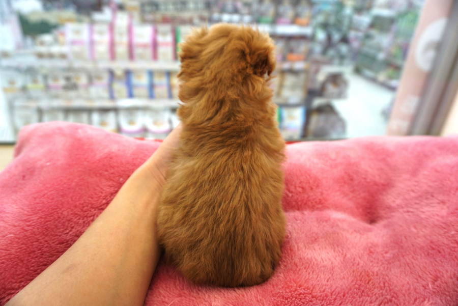 今だけの特別感!パピー独特なストレートヘアー | トイ・プードル - ペットショップ マルワン大倉山 神奈川県横浜市港北区