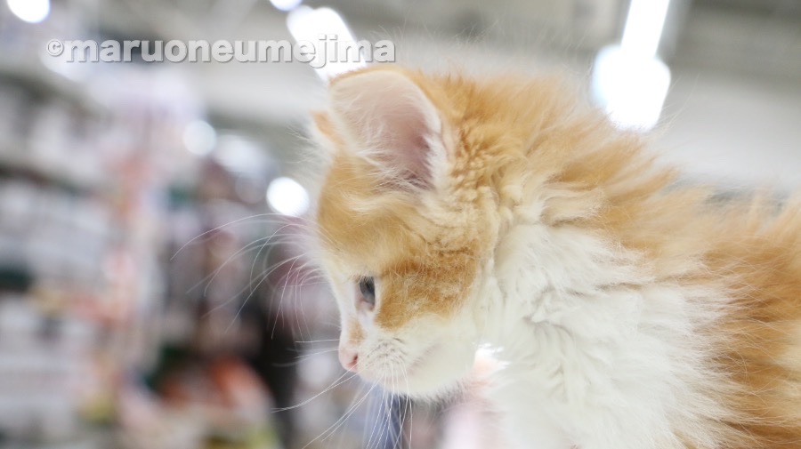 ノルウェージャンフォレストキャット - ペットショップ マルワン梅島 東京都足立区