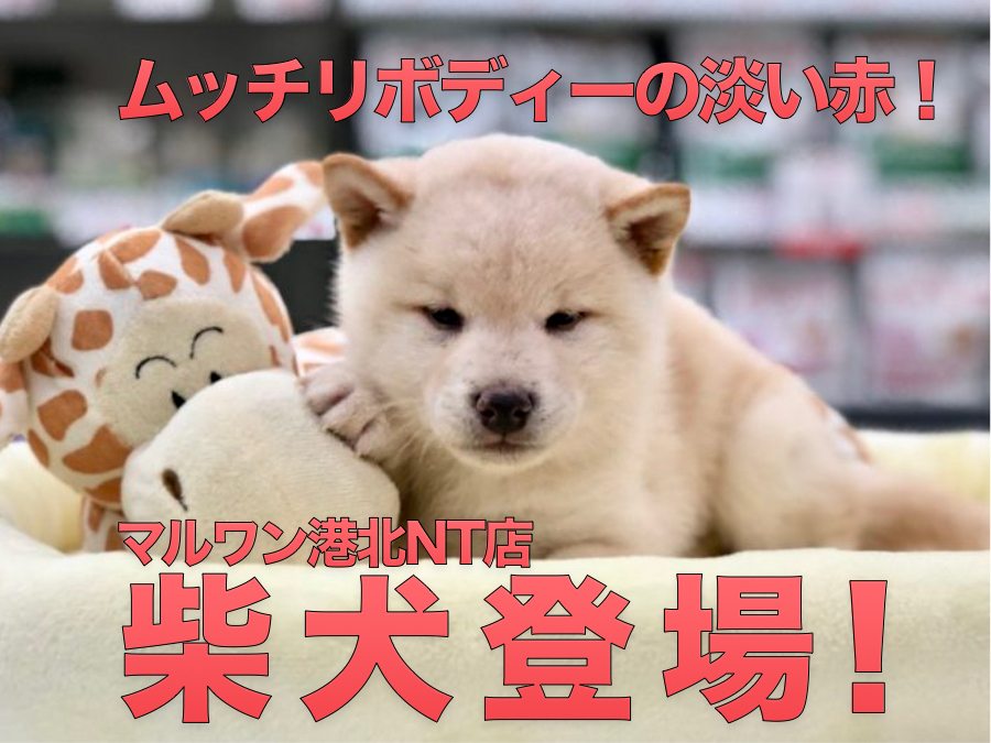 【柴犬】むっちりボディに淡い色合いのボクは淡赤の柴犬です！：港北NT店PICKUベイビー！No.311756
