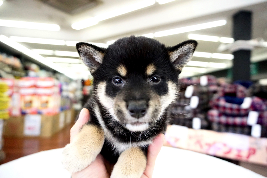 柴犬 - ペットショップ マルワン鎌ヶ谷 千葉県鎌ヶ谷市北初富