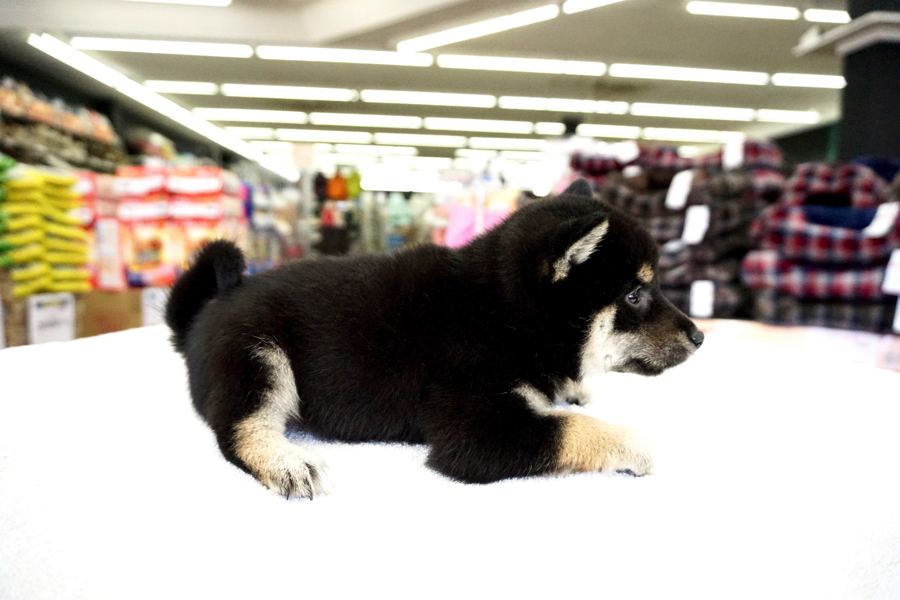 柴犬 - ペットショップ マルワン鎌ヶ谷 千葉県鎌ヶ谷市北初富