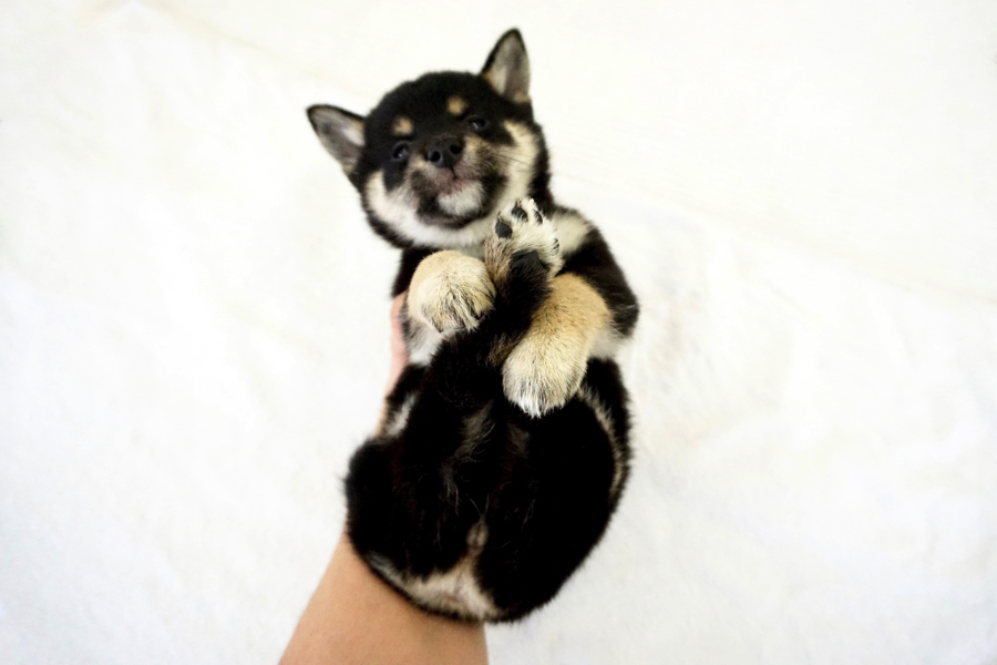 柴犬 - ペットショップ マルワン鎌ヶ谷 千葉県鎌ヶ谷市北初富