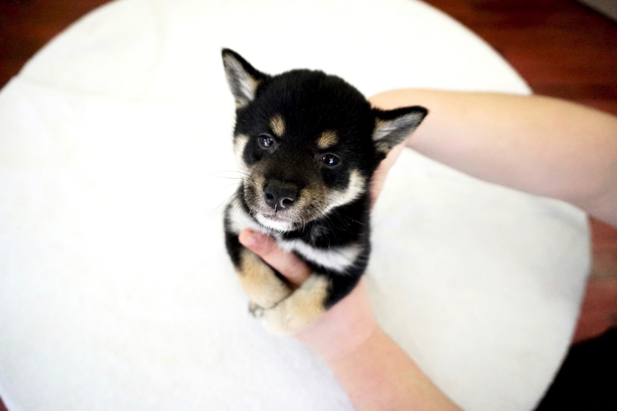 柴犬 - ペットショップ マルワン鎌ヶ谷 千葉県鎌ヶ谷市北初富