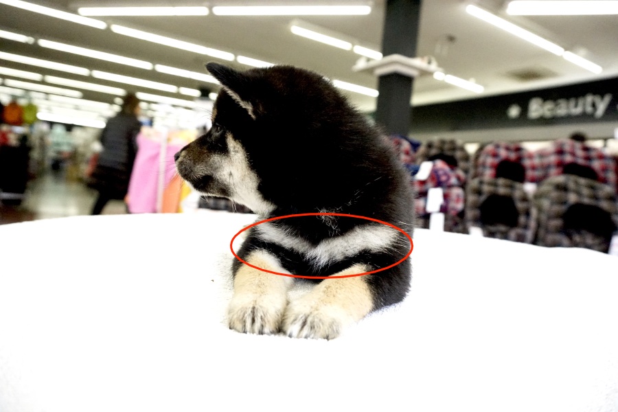 柴犬 - ペットショップ マルワン鎌ヶ谷 千葉県鎌ヶ谷市北初富