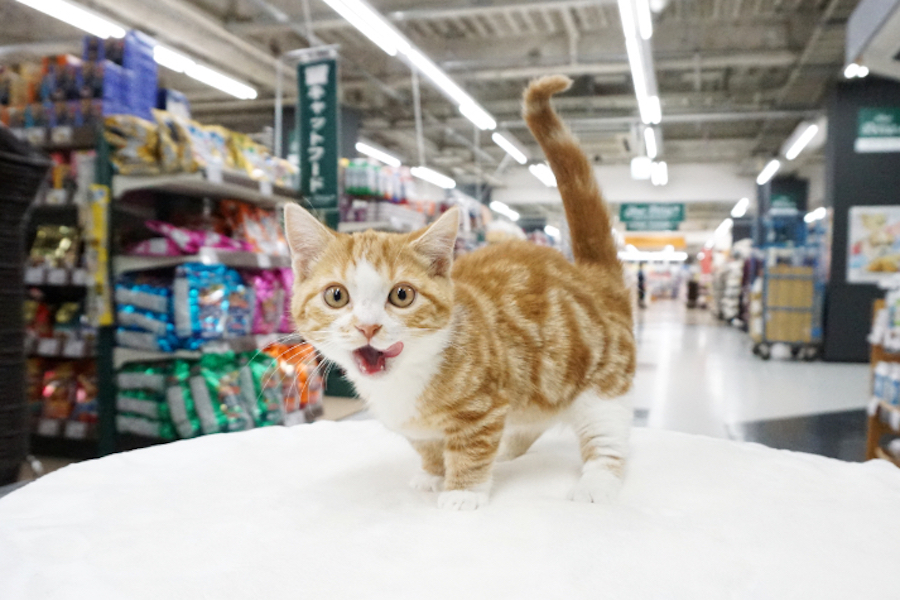 マンチカン - ペットショップ マルワン梅島 東京都足立区