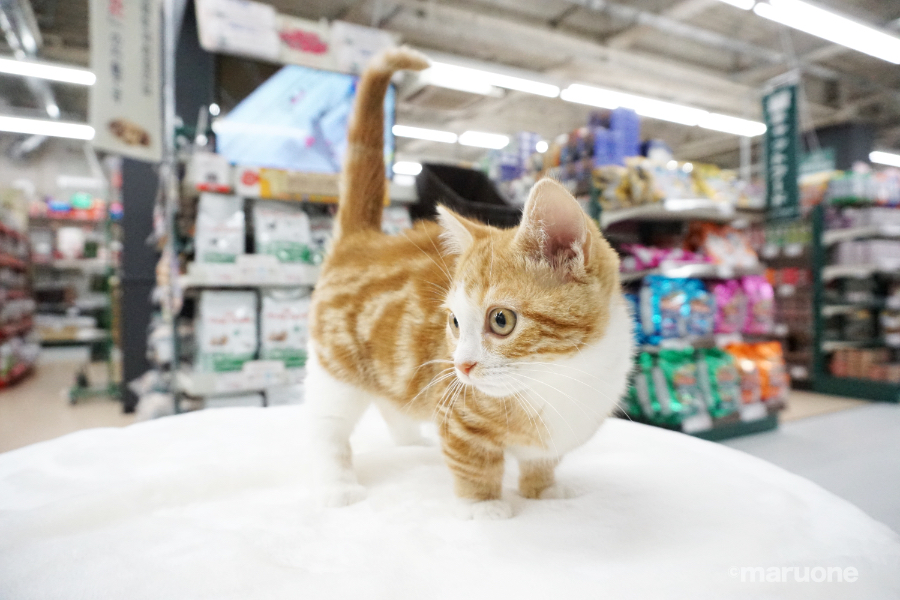 マンチカン - ペットショップ マルワン梅島 東京都足立区