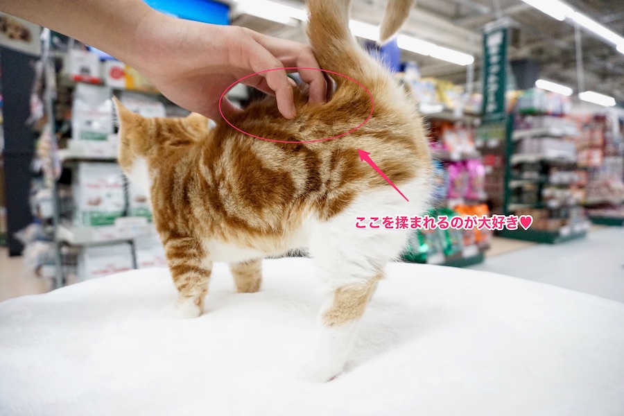 マンチカン - ペットショップ マルワン梅島 東京都足立区